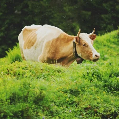 Cattle-Slaughterhouse