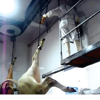 Cattle-bloodletting-overhead-conveyor-traditional Cattle-bloodletting-overhead-conveyor-traditional