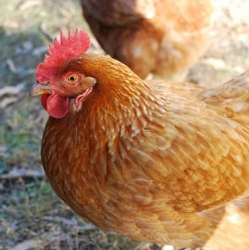 Poultry-Slaughterhouse