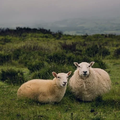 Sheep-Slaughterhouse